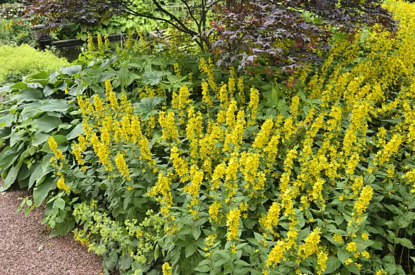 522005 - Dotted loosestrife (Lysimachia punctata)
