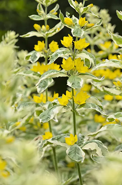 521458 - Dotted loosestrife (Lysimachia punctata 'Alexander')