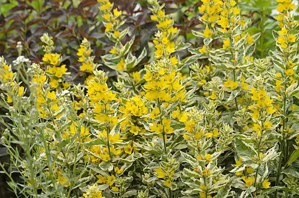 534091 - Dotted loosestrife (Lysimachia punctata 'Alexander')