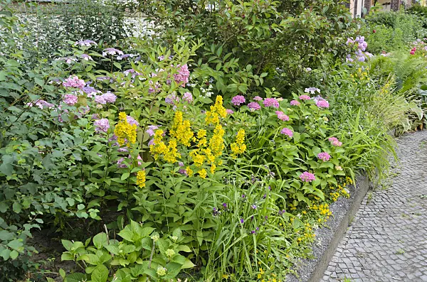534079 - Dotted loosestrife (Lysimachia punctata) and hydrangeas (Hydrangea)