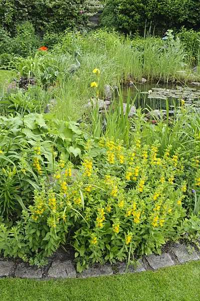 473067 - Dotted loosestrife (Lysimachia punctata) at a garden pond