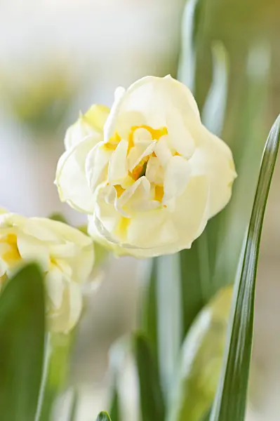 483178 - Double daffodil (Narcissus Bridal Crown)