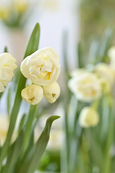 483180 - Double daffodil (Narcissus Bridal Crown)