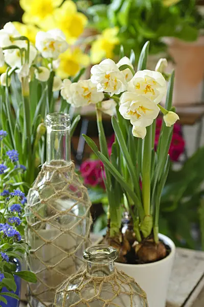 483264 - Double daffodil (Narcissus Bridal Crown)