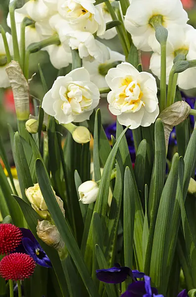 495085 - Double daffodil (Narcissus Bridal Crown)