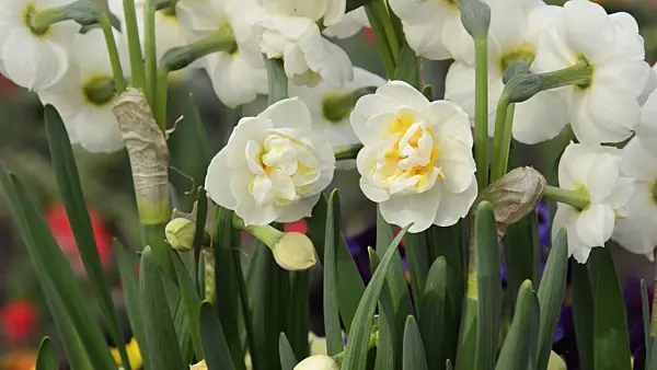 495098 - Double daffodil (Narcissus Bridal Crown)