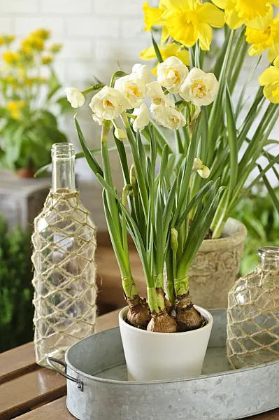 483280 - Double daffodil (Narcissus Bridal Crown) and wild daffodil (Narcissus pseudonarcissus)
