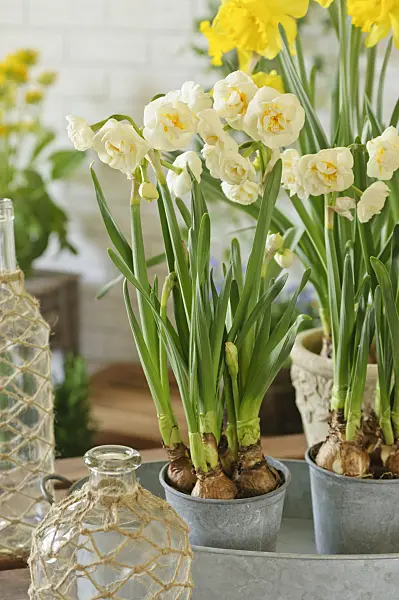 483282 - Double daffodil (Narcissus Bridal Crown) and wild daffodil (Narcissus pseudonarcissus)