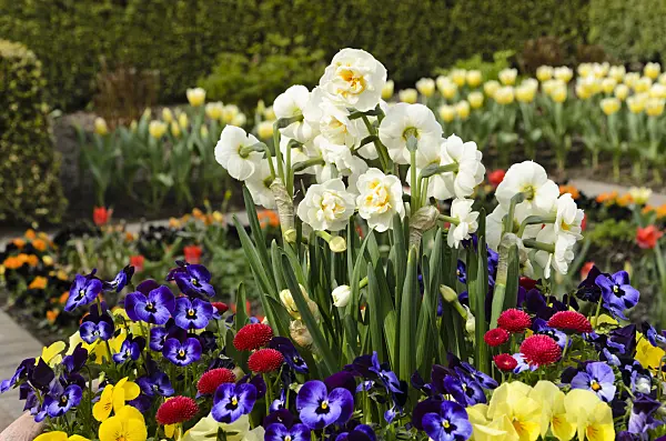 495082 - Double daffodil (Narcissus Bridal Crown), horned pansy (Viola cornuta) and common daisy (Bellis perennis)