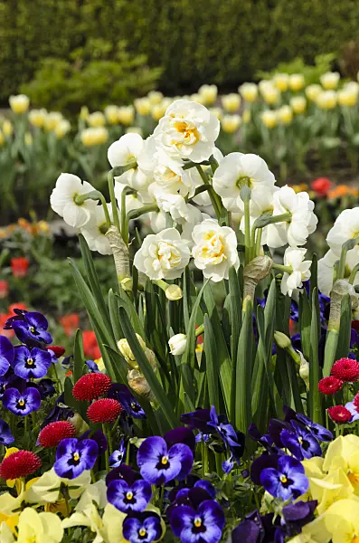 495083 - Double daffodil (Narcissus Bridal Crown), horned pansy (Viola cornuta) and common daisy (Bellis perennis)