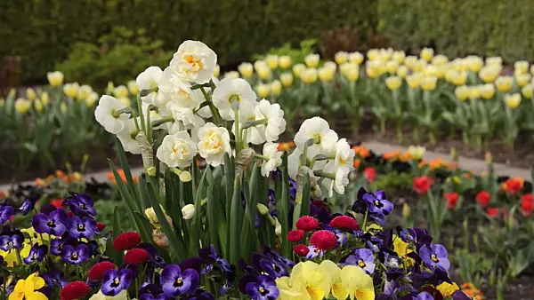 495096 - Double daffodil (Narcissus Bridal Crown), horned pansy (Viola cornuta) and common daisy (Bellis perennis)