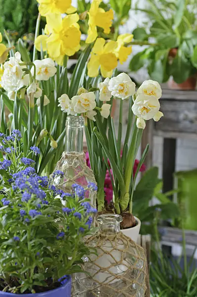 483263 - Double daffodil (Narcissus Bridal Crown), wild daffodil (Narcissus pseudonarcissus) and forget-me-not (Myosotis)