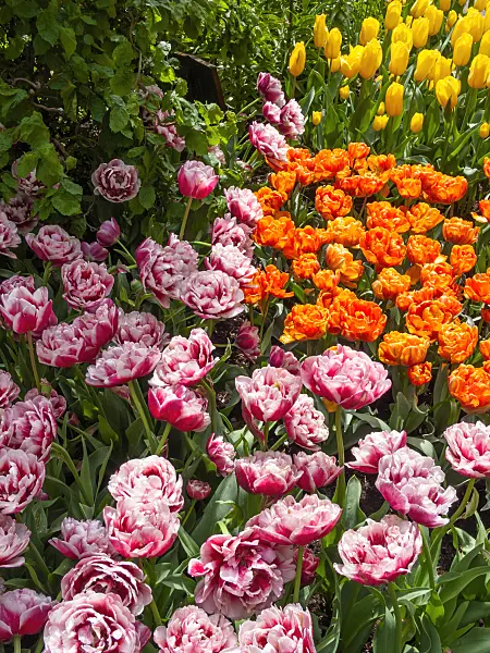 401067 - Double late tulip (Tulipa Gerbrandt Kieft and Tulipa Orange Princess)