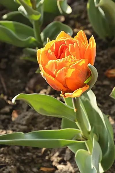 471213 - Double late tulip (Tulipa Orange Princess)