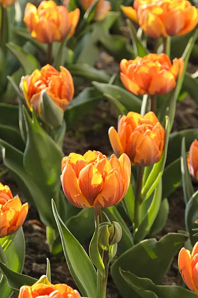 471214 - Double late tulip (Tulipa Orange Princess)
