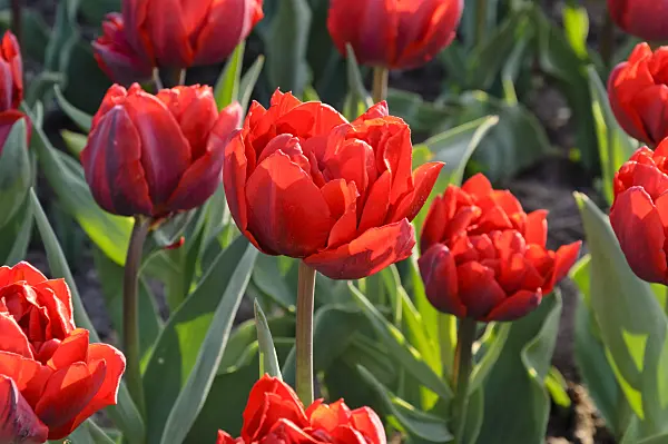471215 - Double late tulip (Tulipa Uncle Tom)
