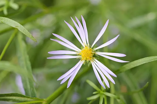 488132 - Douglas aster (Aster subspicatus)