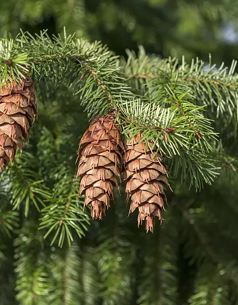 635143 - Douglas fir (Pseudotsuga menziesii)