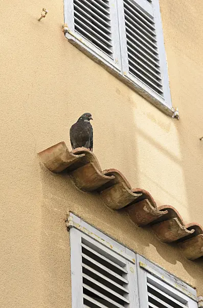 569037 - Dove (Streptopelia) at an old town house, Antibes, France
