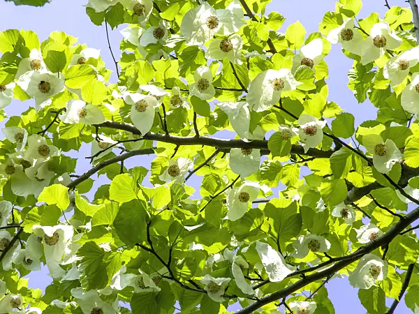 437234 - Dove tree (Davidia involucrata)