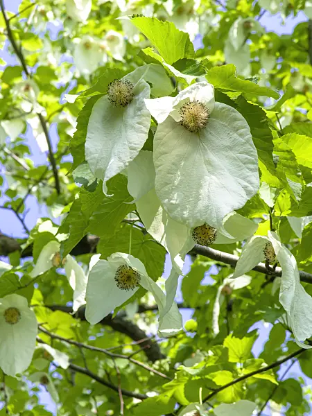 437235 - Dove tree (Davidia involucrata)