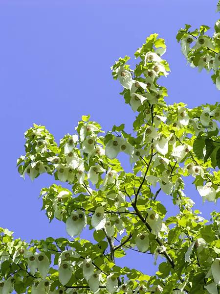437236 - Dove tree (Davidia involucrata)