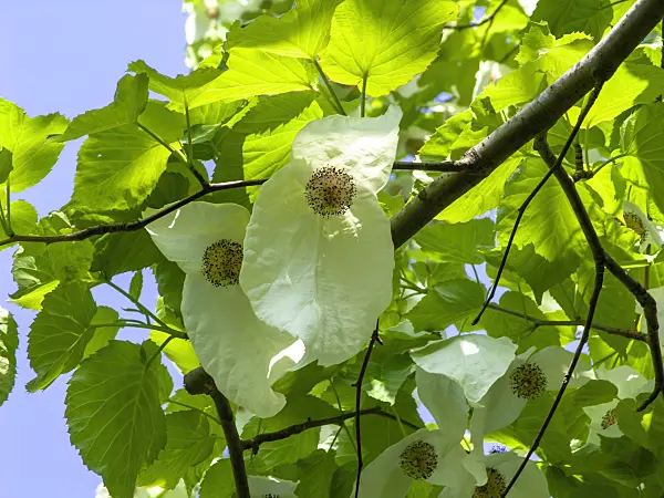 437237 - Dove tree (Davidia involucrata)