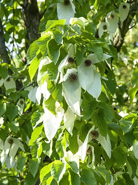 437278 - Dove tree (Davidia involucrata)