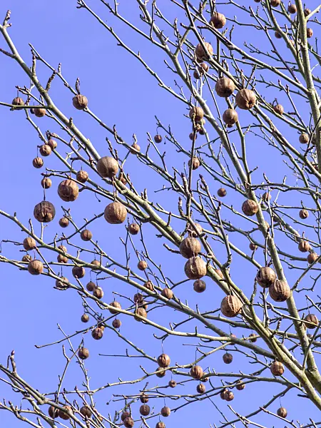 457010 - Dove tree (Davidia involucrata)
