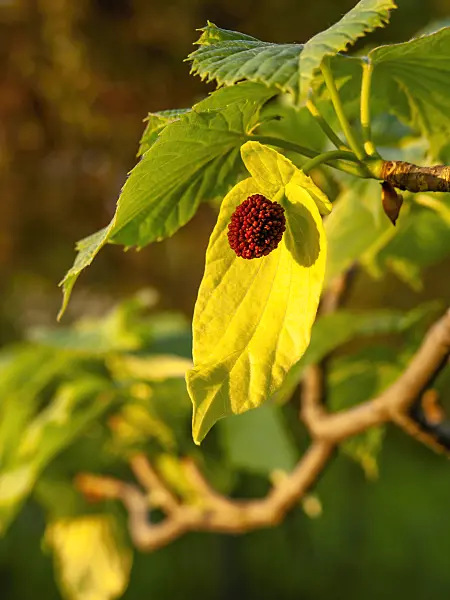 460052 - Dove tree (Davidia involucrata)
