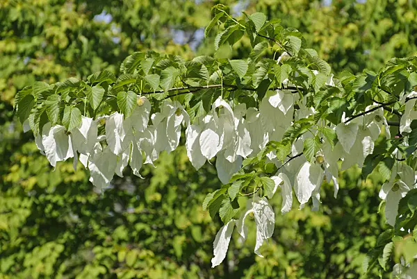 496192 - Dove tree (Davidia involucrata)
