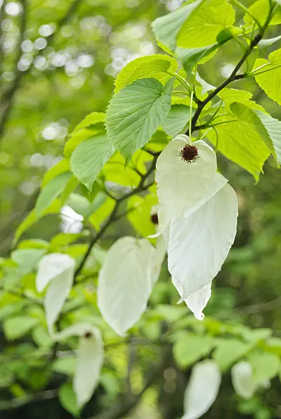 509139 - Dove tree (Davidia involucrata)