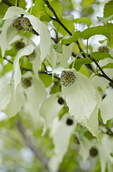 520128 - Dove tree (Davidia involucrata)