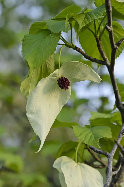 520189 - Dove tree (Davidia involucrata)