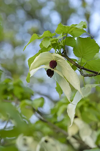 520190 - Dove tree (Davidia involucrata)