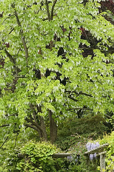 520460 - Dove tree (Davidia involucrata)