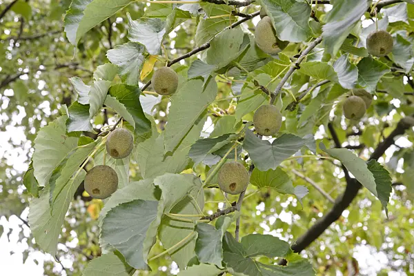 545148 - Dove tree (Davidia involucrata)