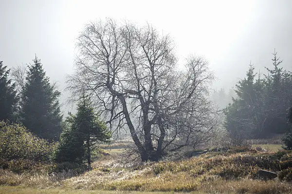 535263 - Downy birch (Betula pubescens) and common spruces (Picea abies)
