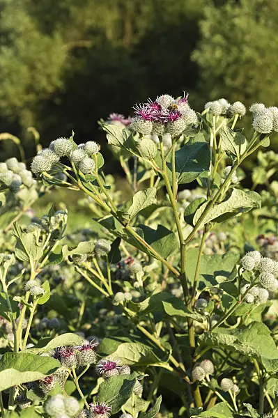 511035 - Downy burdock (Arctium tomentosum)