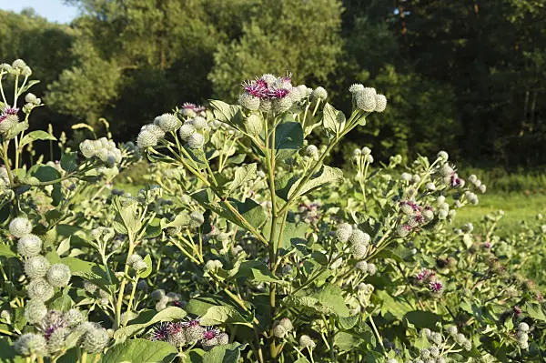 511036 - Downy burdock (Arctium tomentosum)