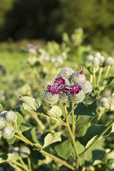 511037 - Downy burdock (Arctium tomentosum)