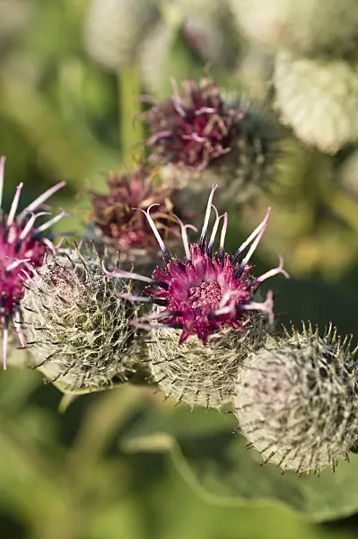511038 - Downy burdock (Arctium tomentosum)