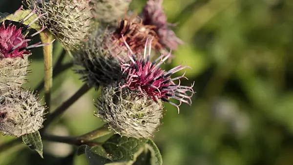 511044 - Downy burdock (Arctium tomentosum)