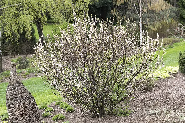 651451 - Downy cherry (Prunus tomentosa)