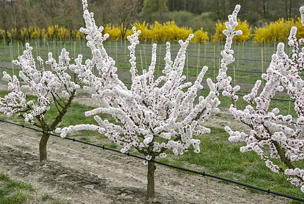 517337 - Downy cherry (Prunus tomentosa 'Weito 6')