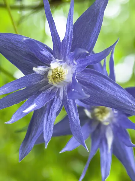 437322 - Downy clematis (Clematis macropetala)
