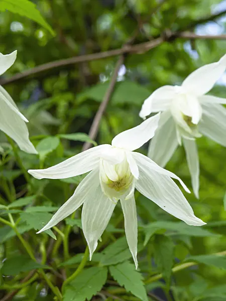 437323 - Downy clematis (Clematis macropetala)