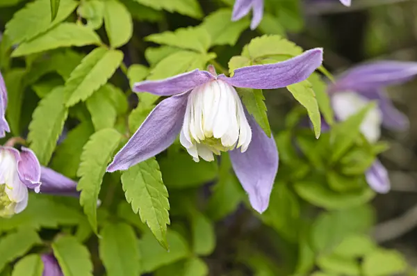 556017 - Downy clematis (Clematis macropetala)