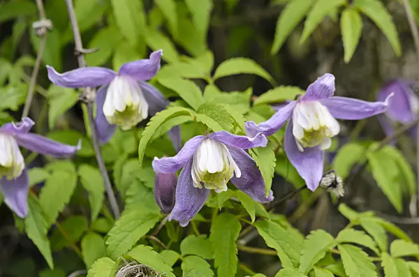 556018 - Downy clematis (Clematis macropetala)
