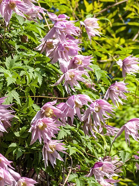 437356 - Downy clematis (Clematis macropetala 'Markham's Pink')
